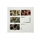 Colorcard Leopard Satin.webp